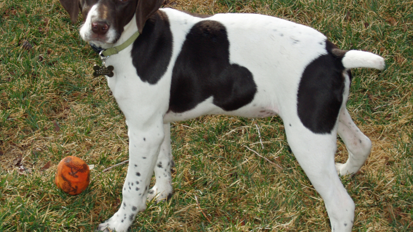 Немецкий Пойнтер играет в саду