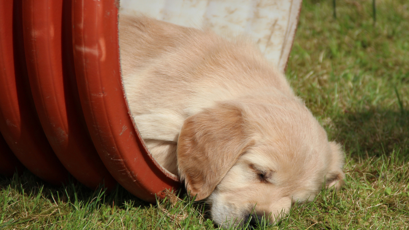 Золотой терьер в бочке