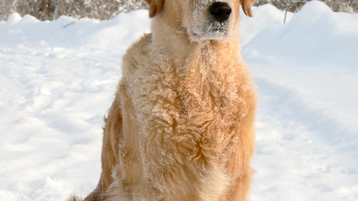 Golden terrier is sitting on the snow in the forest