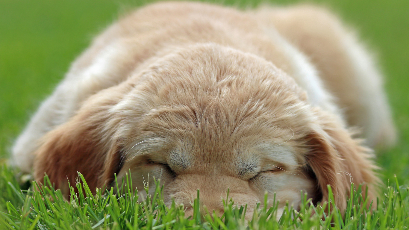 Golden terrier is sleeping on the gras