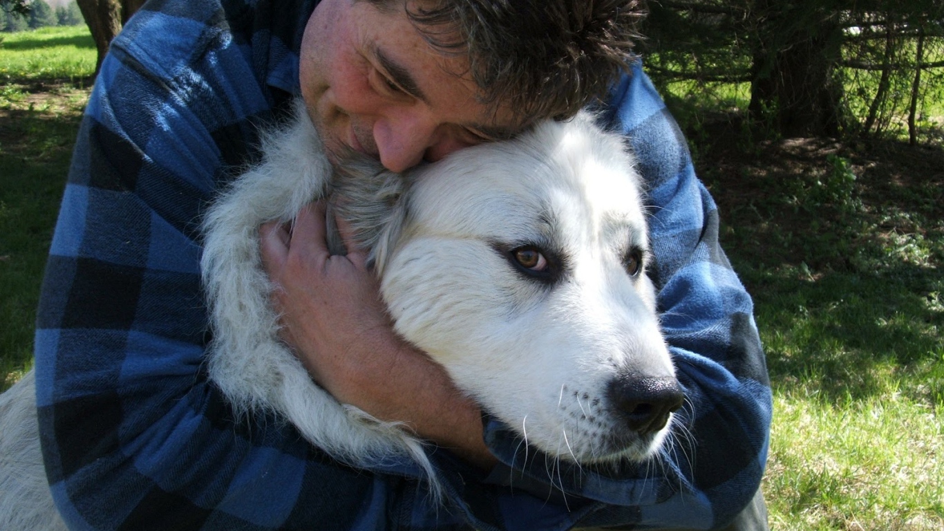 Большая пиренейская собака и любящий хозяин