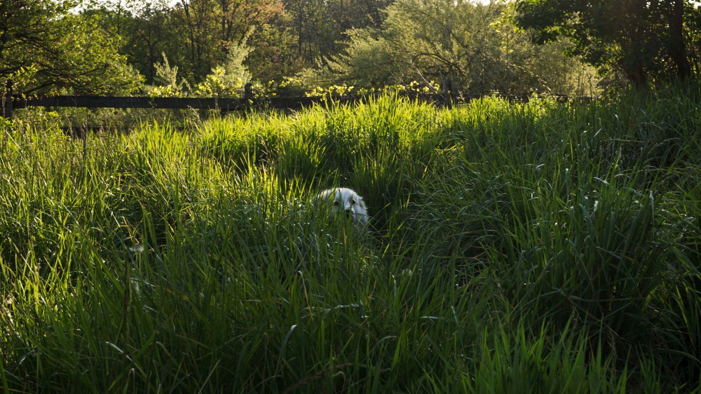 Большая пиренейская собака спряталась в высокой траве