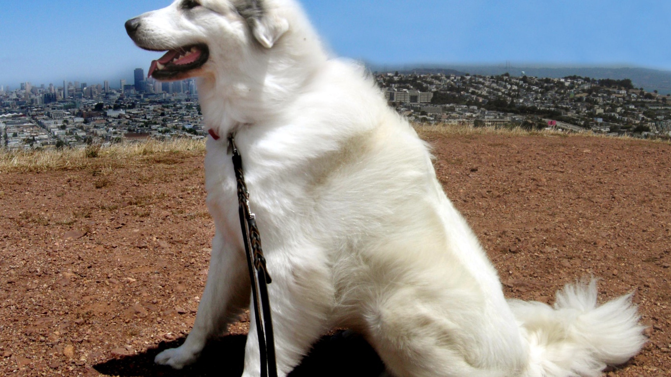 Большая пиренейская собака на фоне города