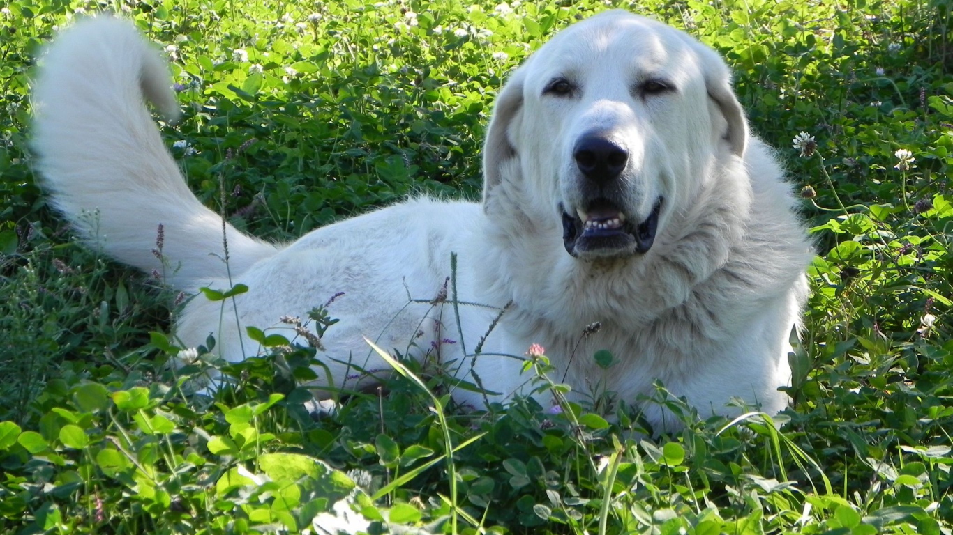 Большая пиренейская собака отдыхает на траве