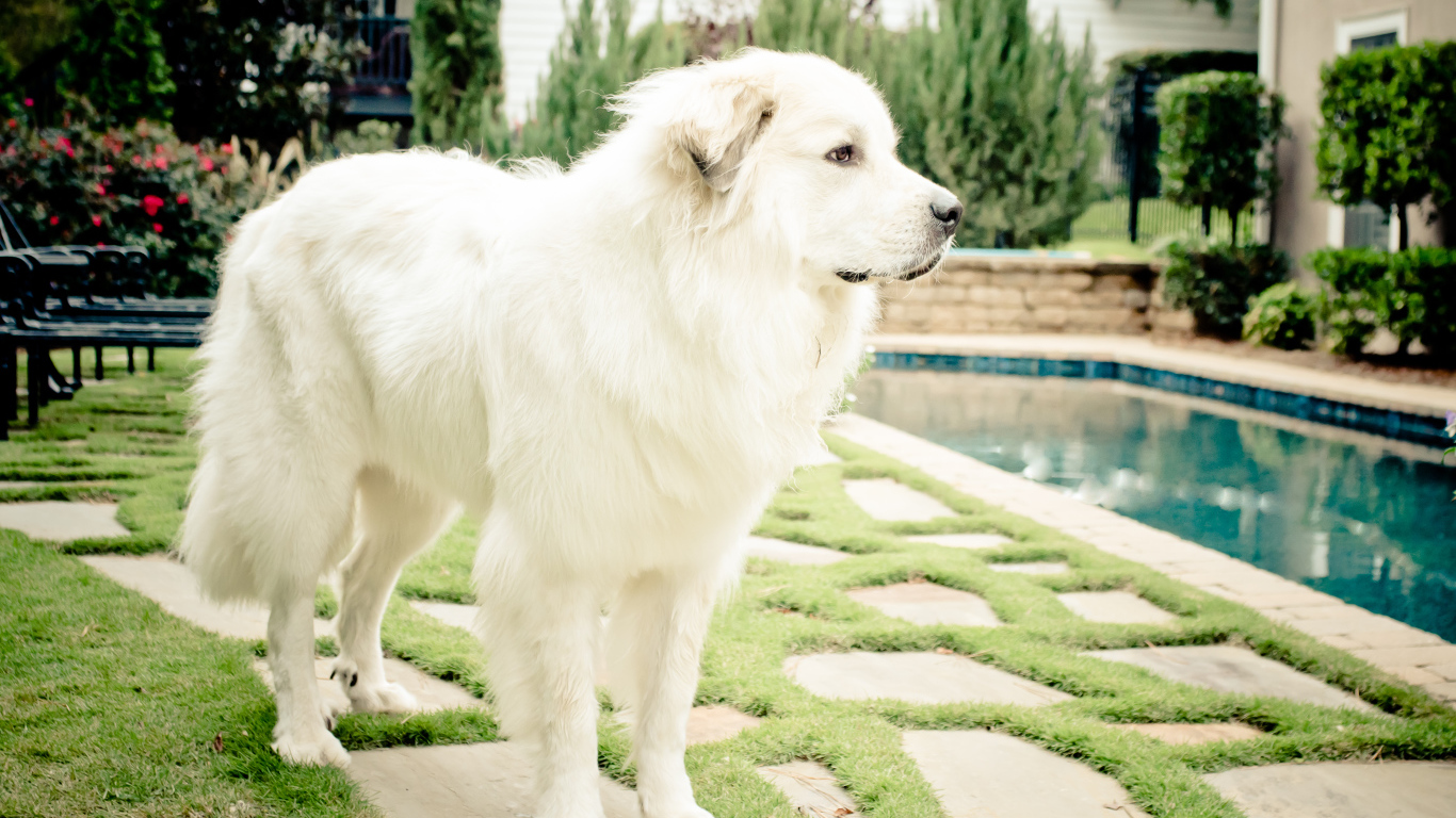 Большая пиренейская собака стоит возле бассейна