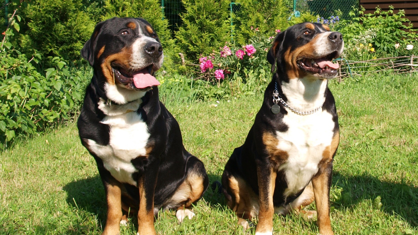 Большие швейцарские зенненхунды на траве