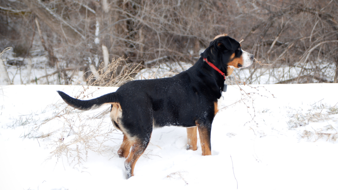 Большой швейцарский зенненхунд зимой
