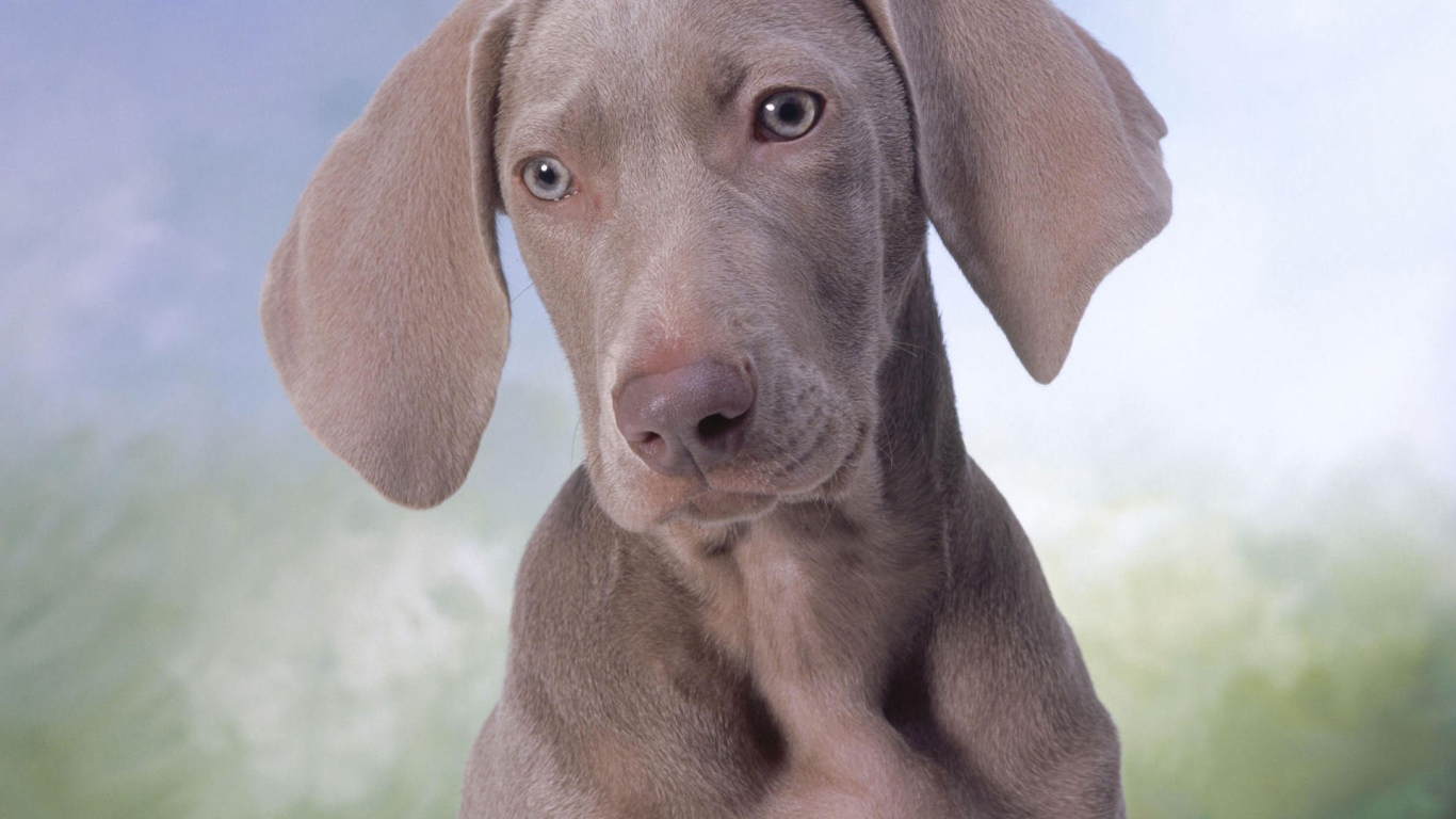 Серый щенок Пойнтер