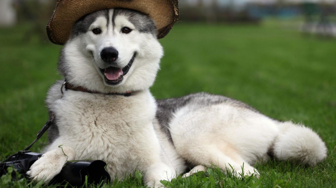 Счастливый аляскинский маламут в шляпе