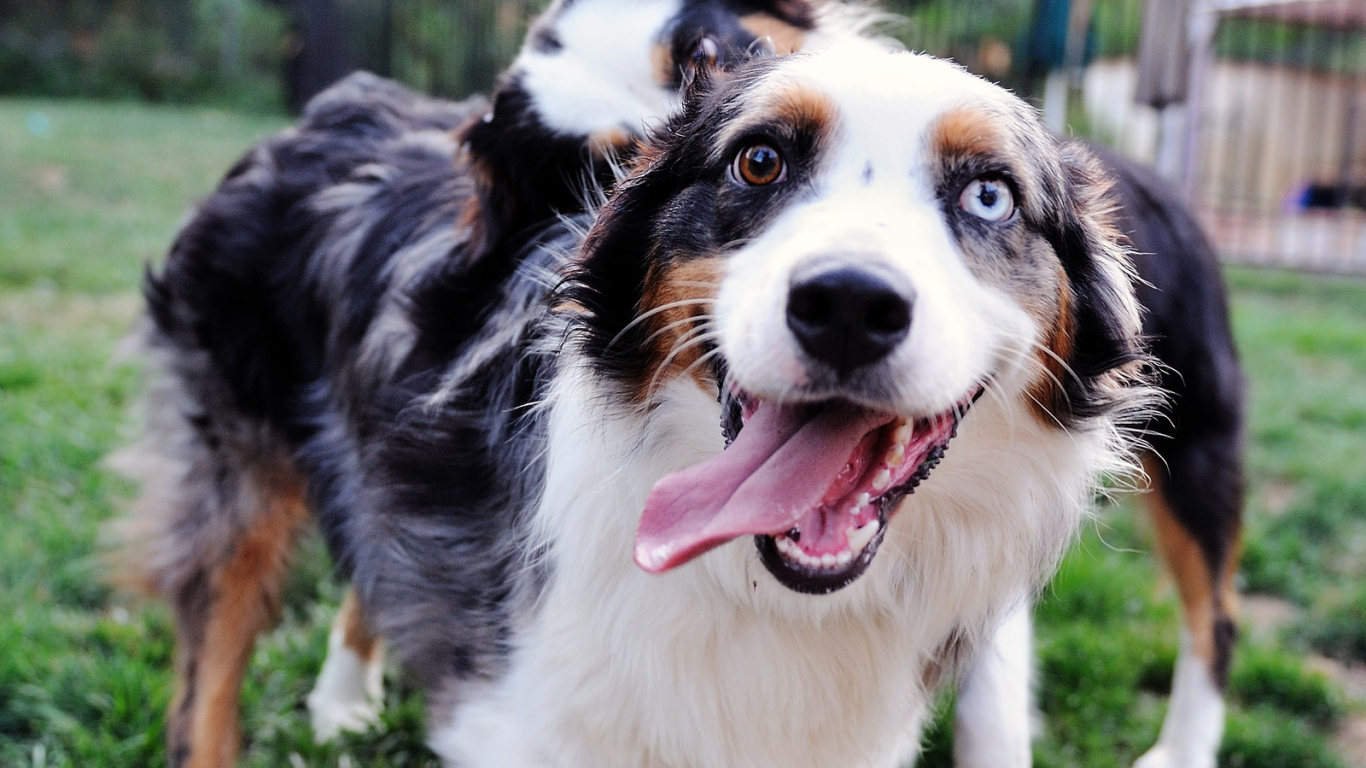 Счастливая австралийская овчарка с разными глазами