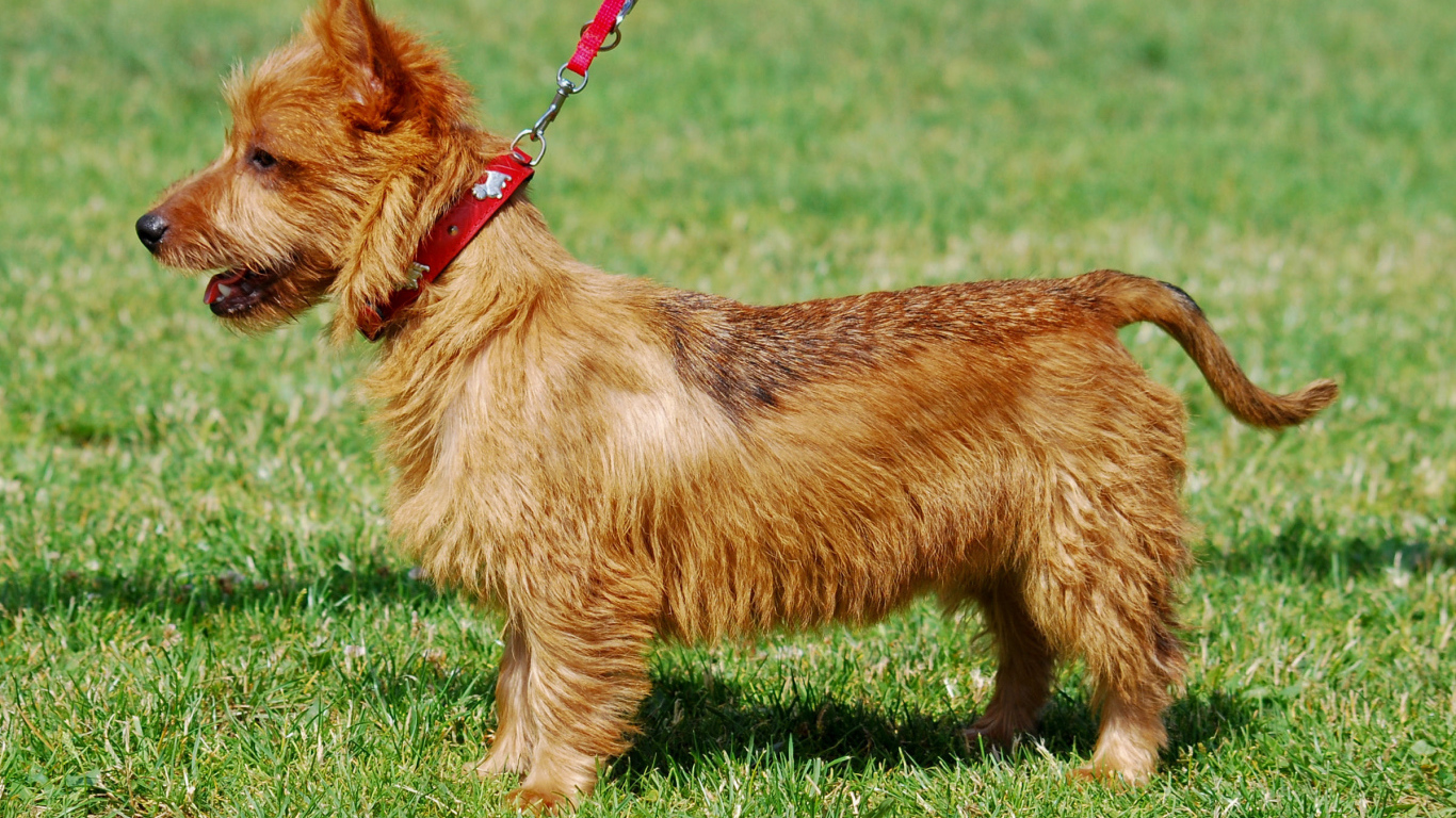 Счастливый австралийский терьер гуляет с хозяином