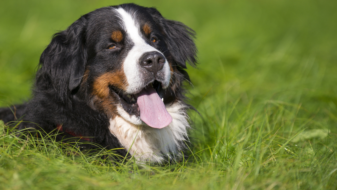 Счастливая бернская пастушья собака лежит в траве