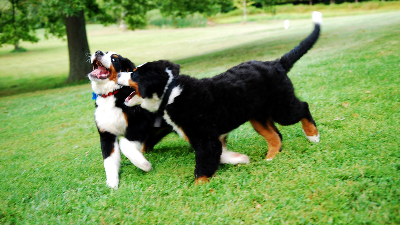 Счастливые щенки бернской пастушьей собаки играют