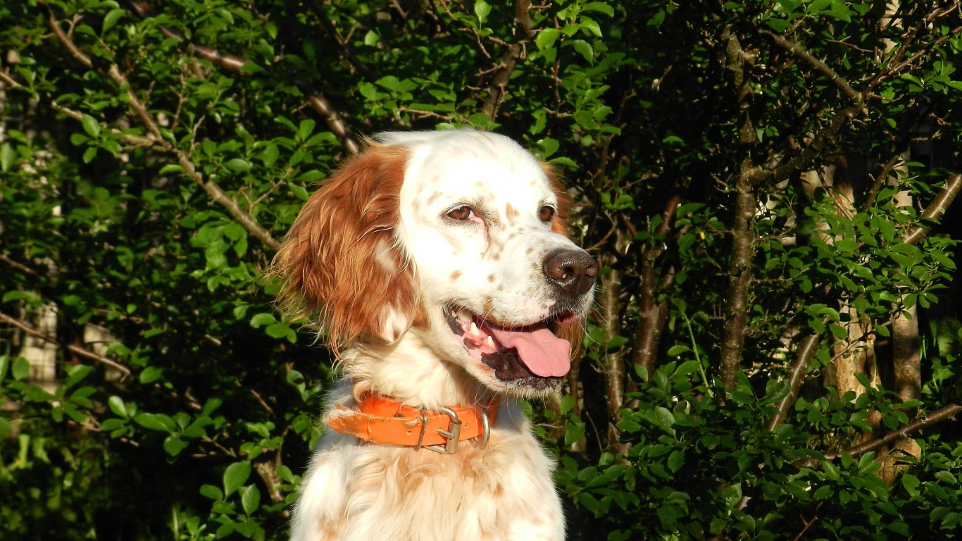 Счастливый английский сеттер