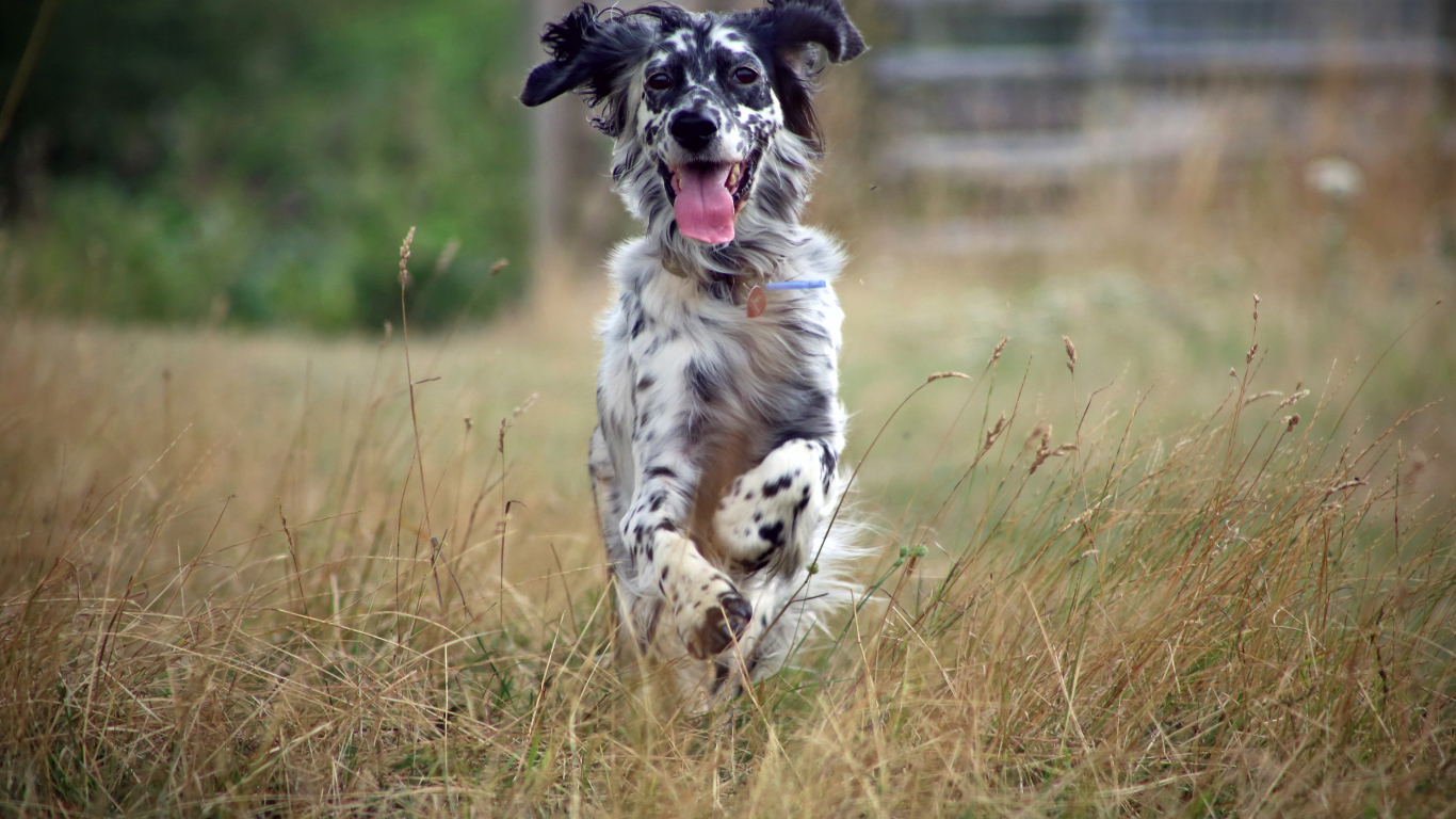 Счастливый английский сеттер бежит по полю