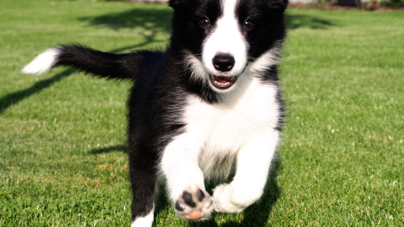 Счастливый щенок бордер-колли бежит по траве