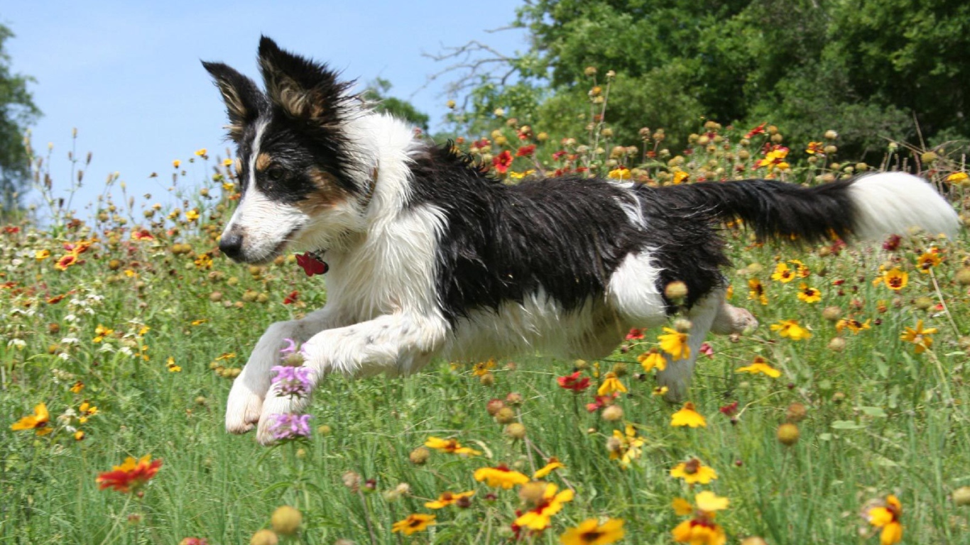 Счастливая бордер-колли бежит по цветочной поляне