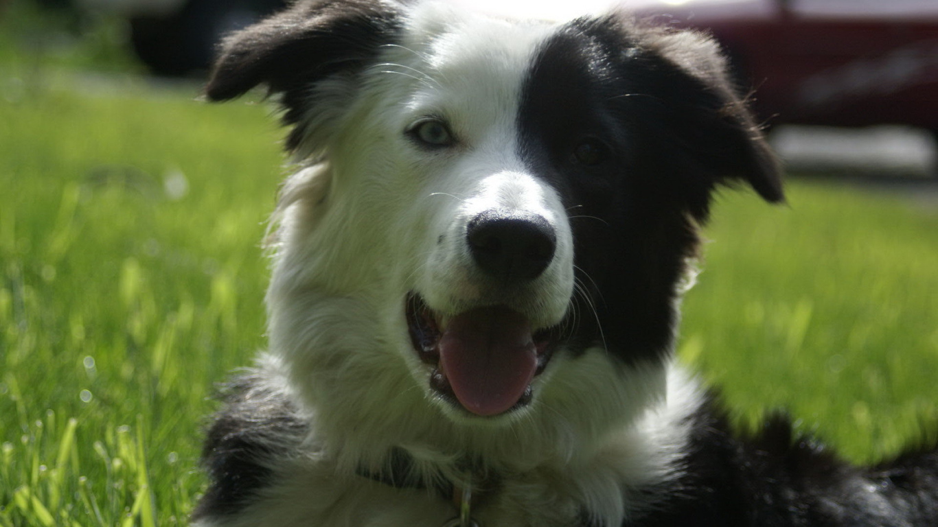 Happy border collie lying on the grass