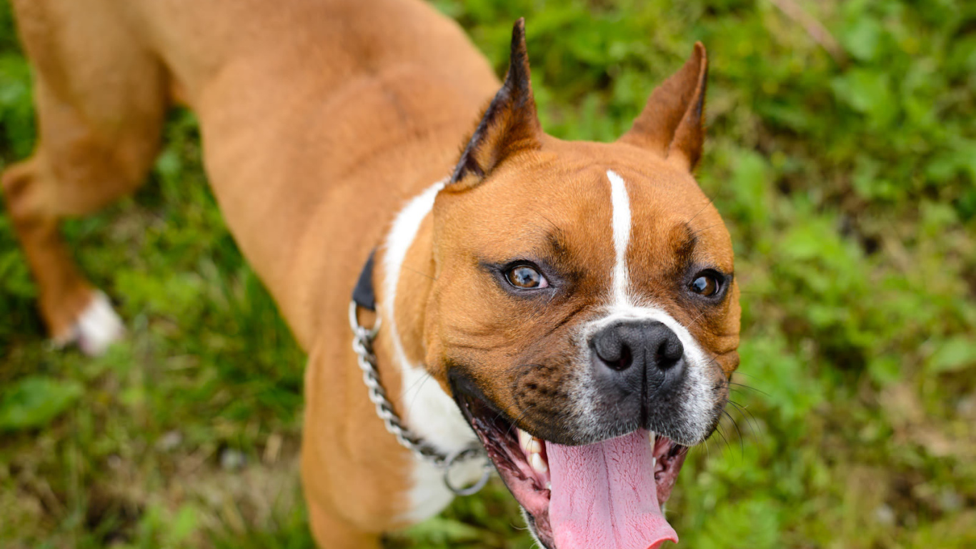 Счастливый боксёр любит фотографироваться