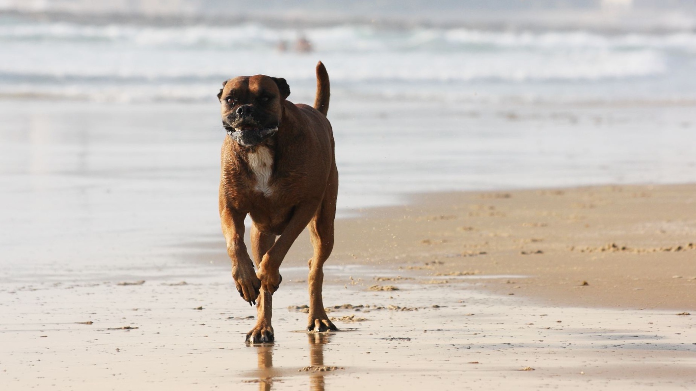 Счастливый боксёр бежит по берегу моря