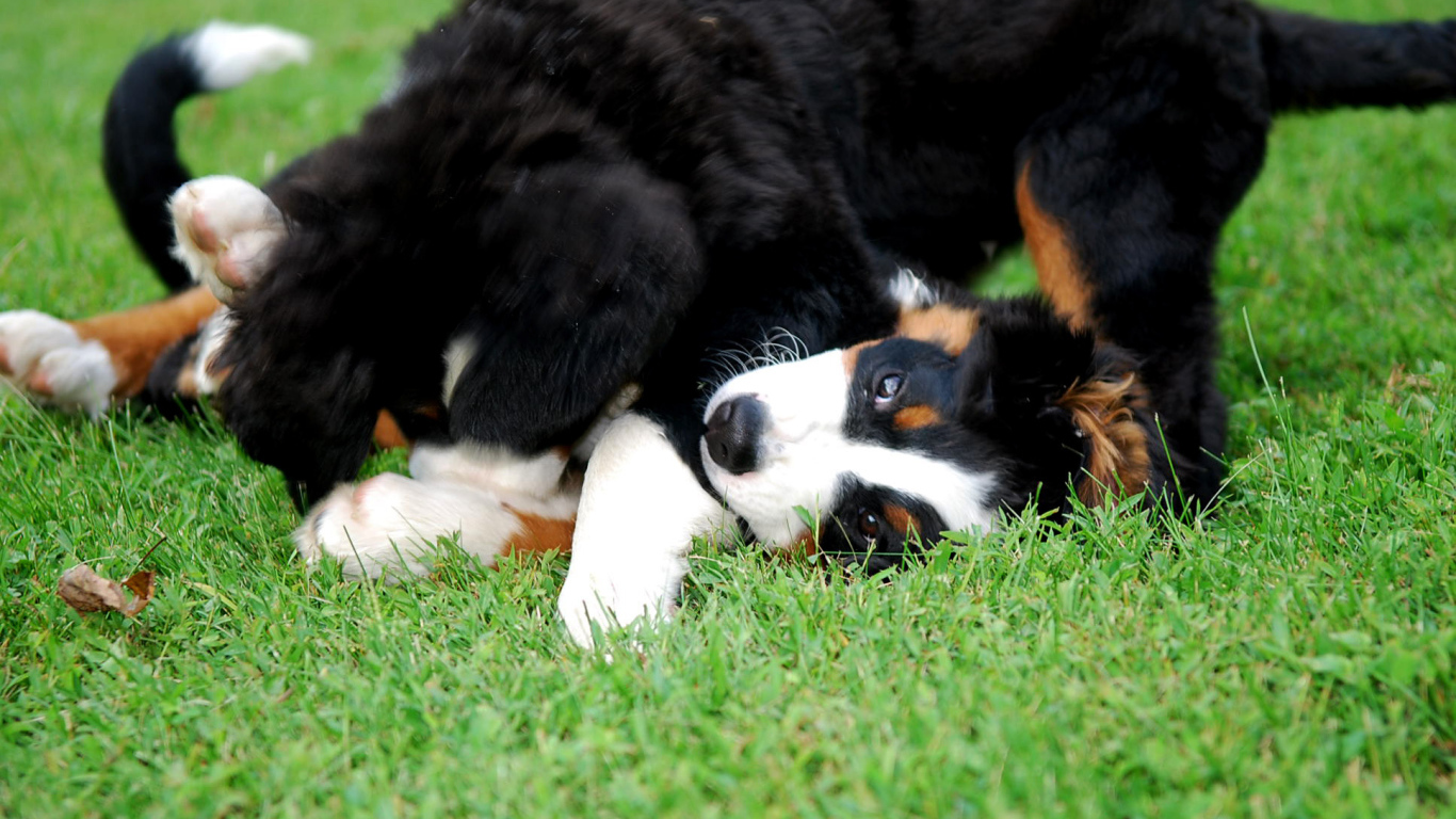 Счастливые щенки бернской пастушьей собаки играют на газоне