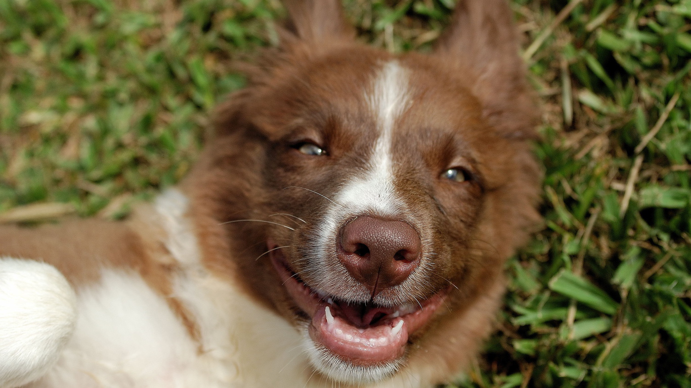 Счастливая рыжая бордер-колли