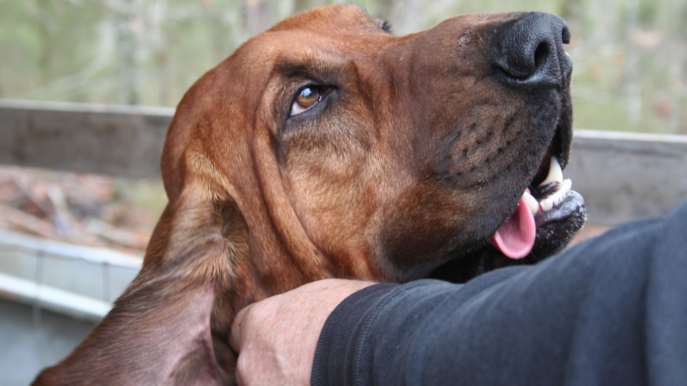 Хозяин чешет ухо бладхаунду