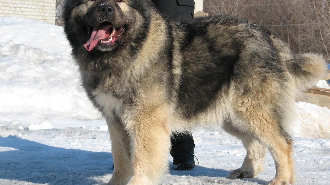 Огромная Кавказская овчарка на снегу