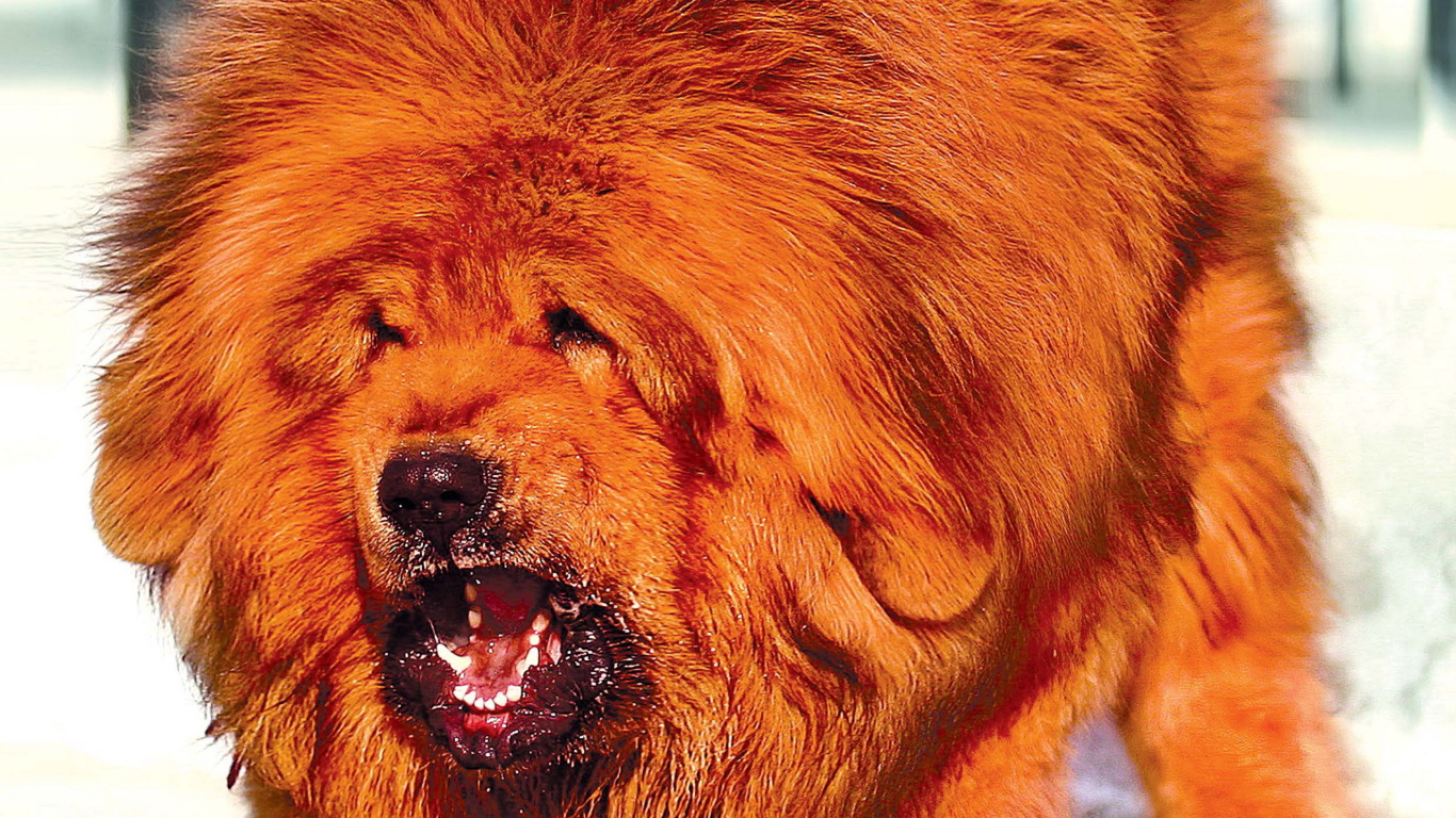 Огромный оранжевый Тибетский мастиф