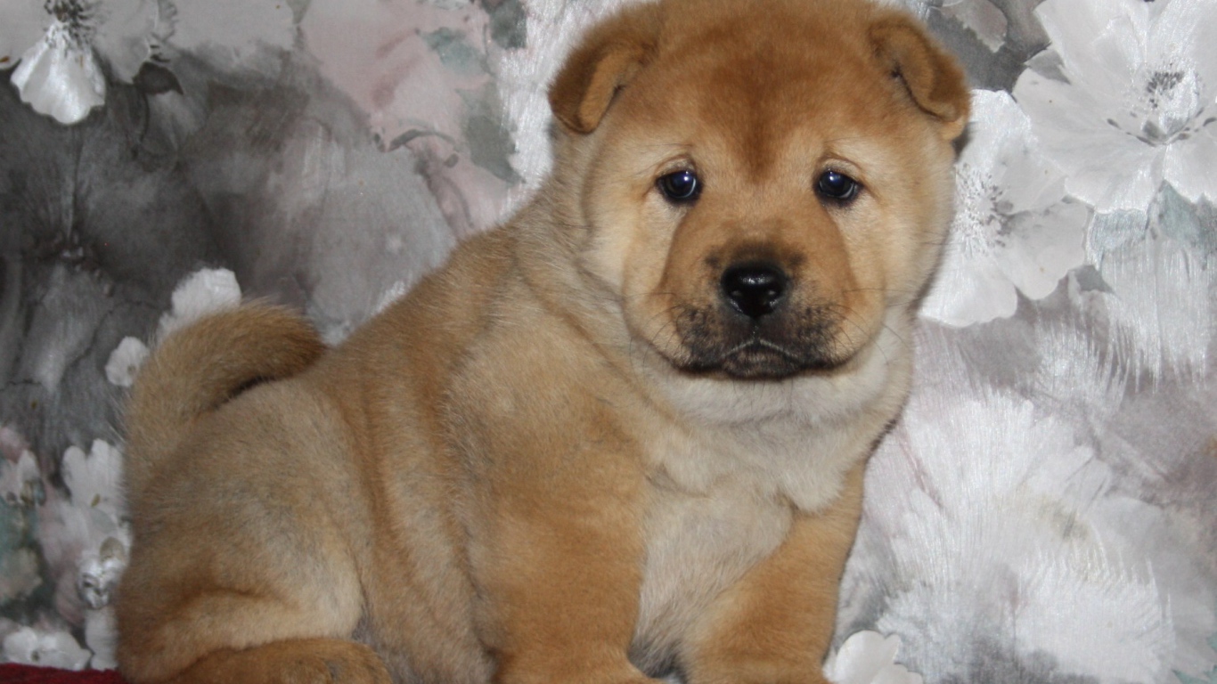 Маленький чау-чау