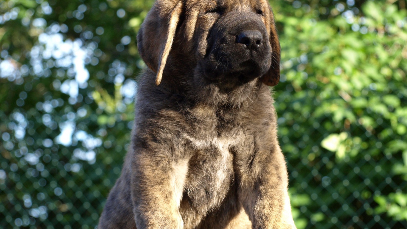 Маленький Испанский мастиф на столе