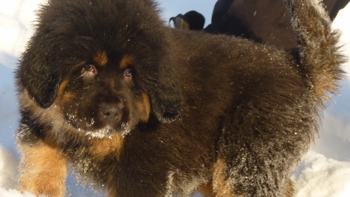 Маленький тибетский мастиф на снегу