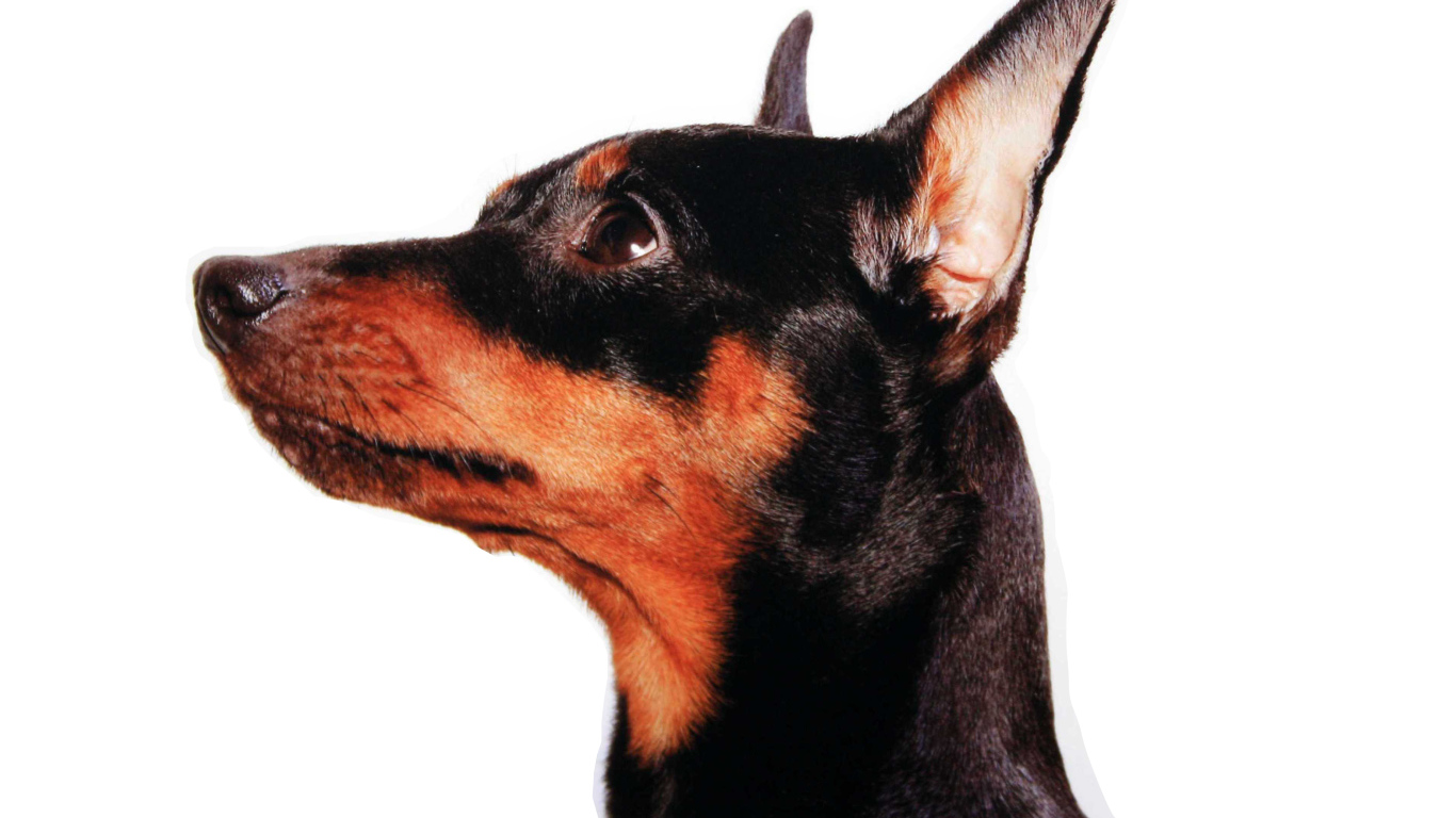 Карликовый пинчер лицо крупным планом