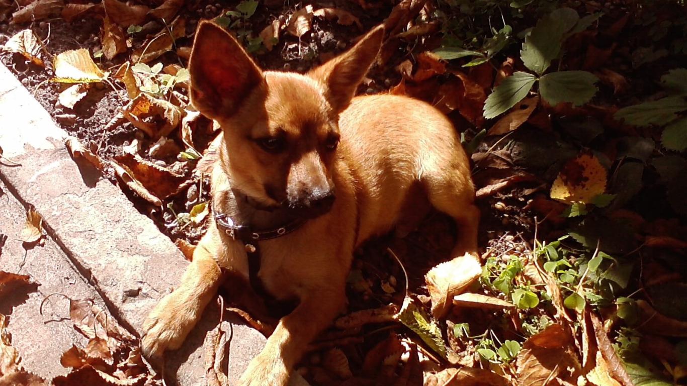 Карликовый пинчер на земле