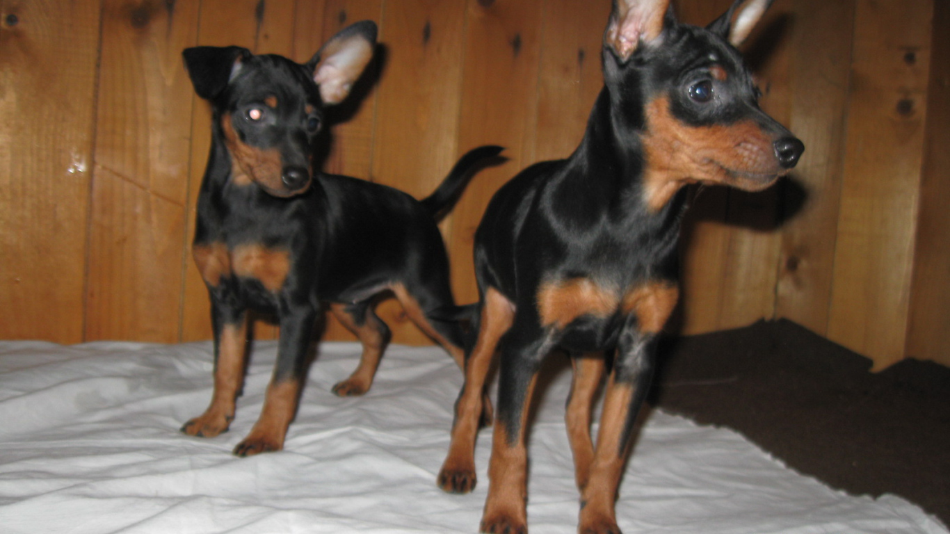 Миниатюрные пинчеры на кровати
