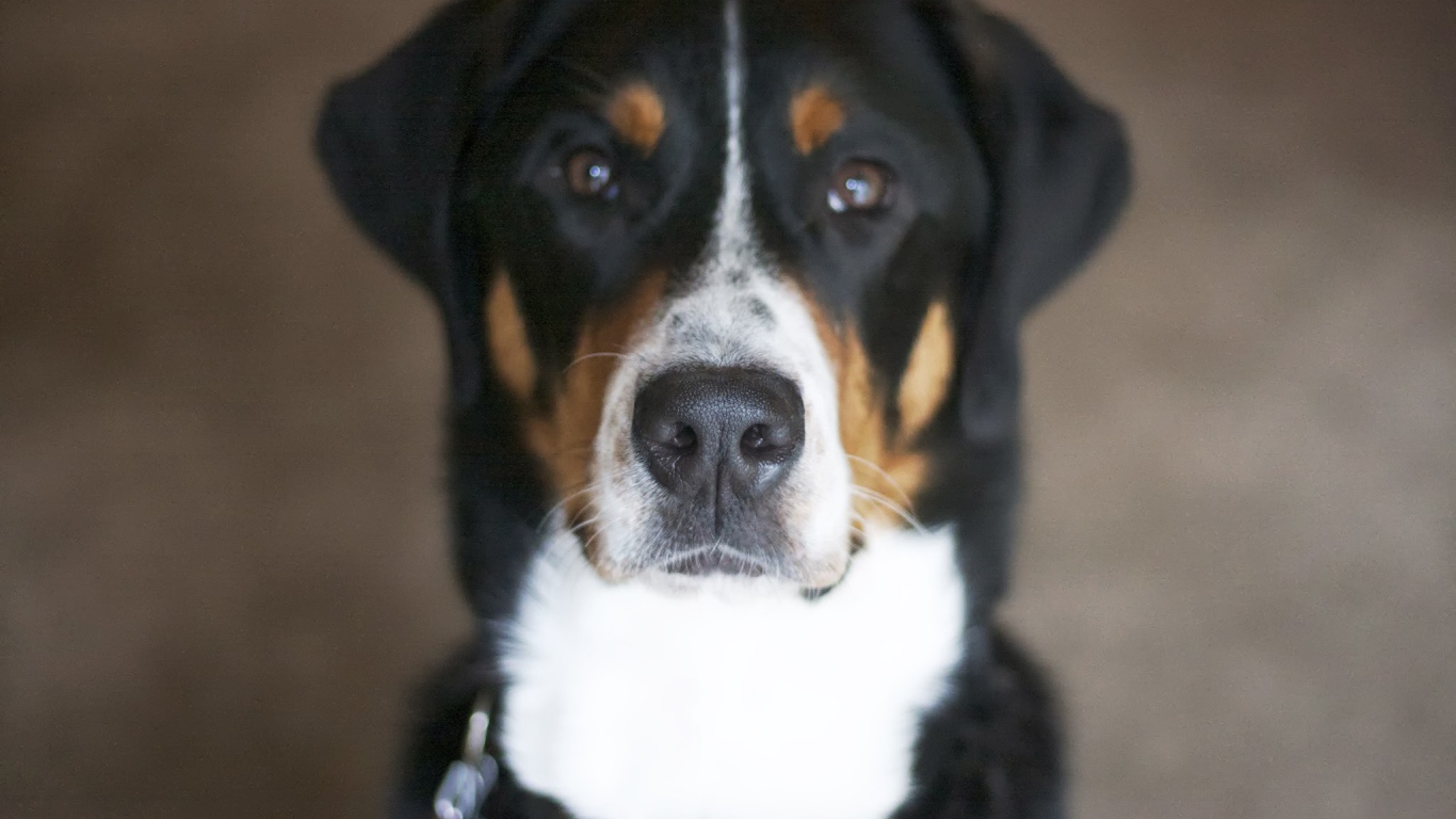 Нос большого швейцарского зенненхунда