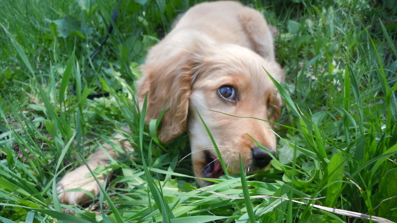 Игривый английский кокер-спаниель