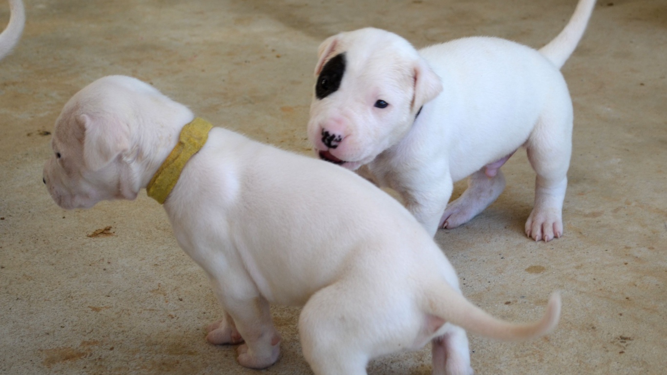 Игривые щенки аргентинского дога