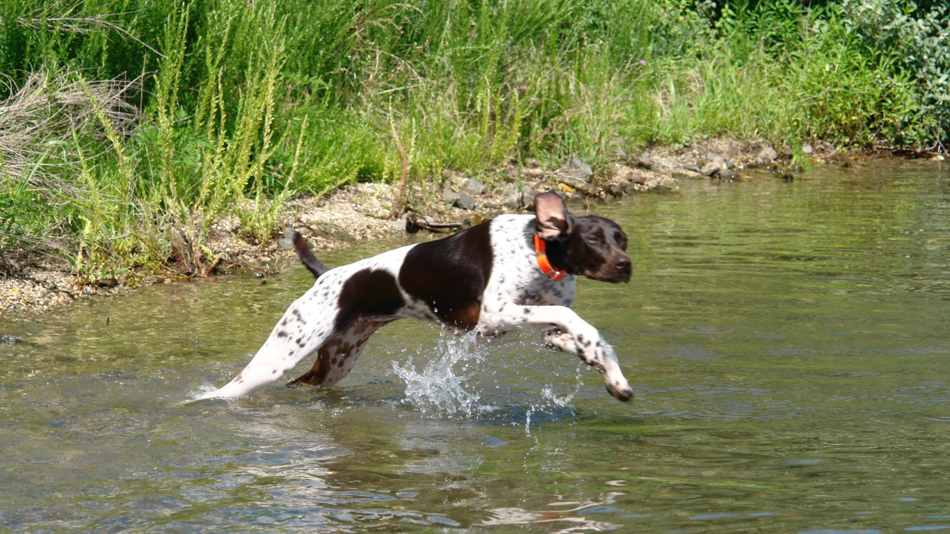 Пойнтер пересекает реку