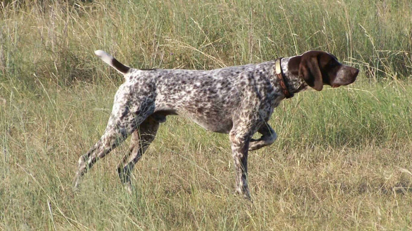 Пойнтер показывает путь
