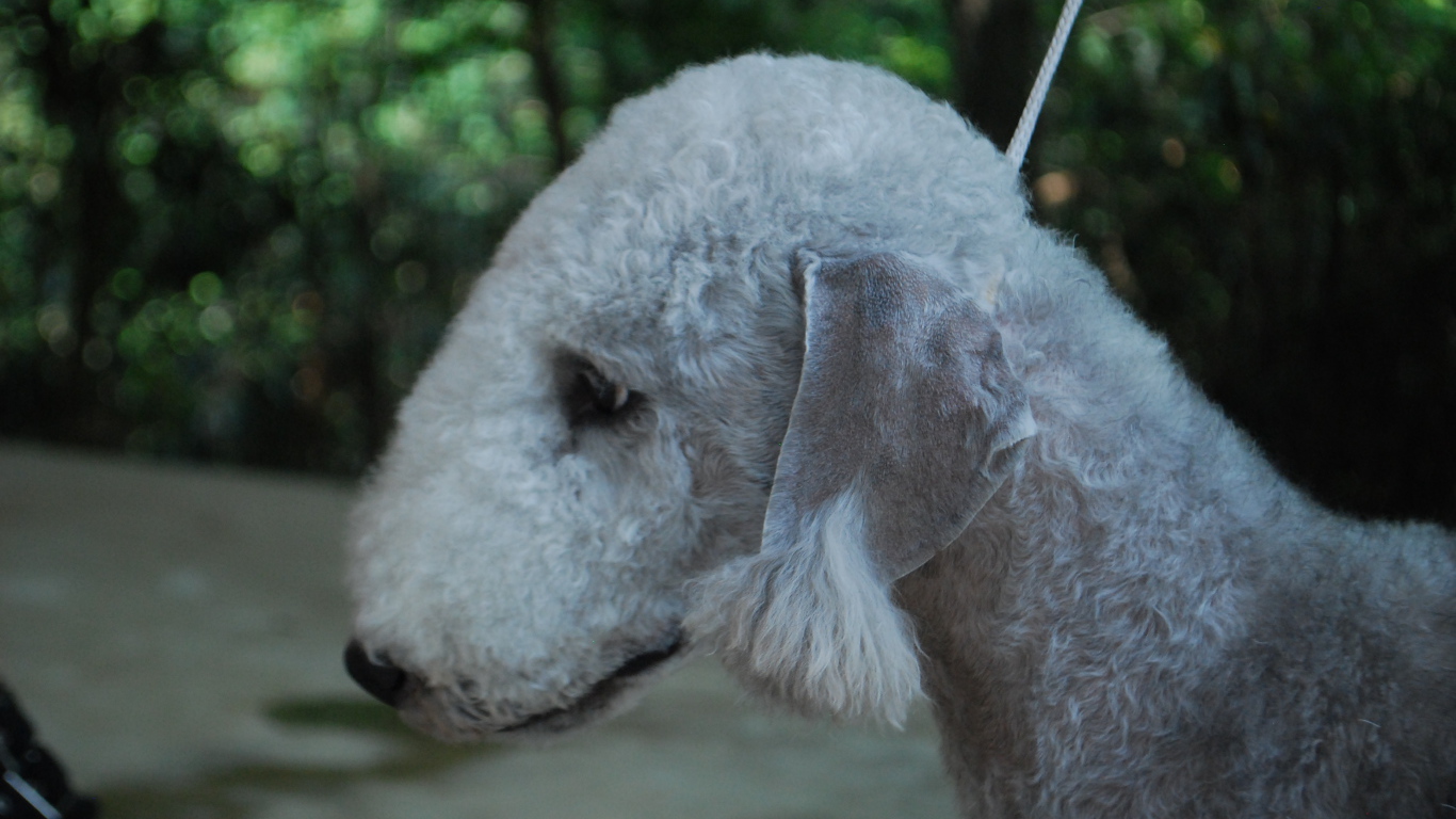 Портрет бедлингтон-терьера