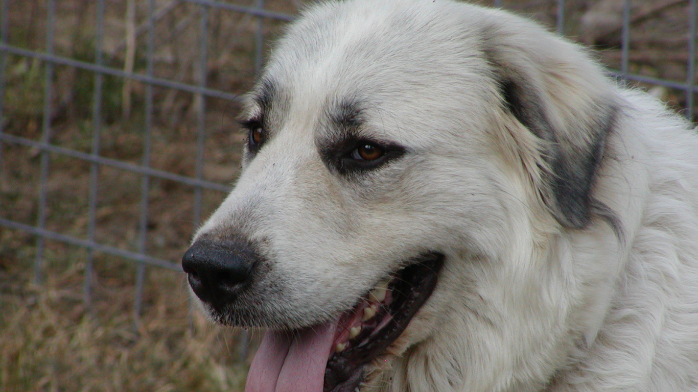 Портрет большой пиренейской собаки