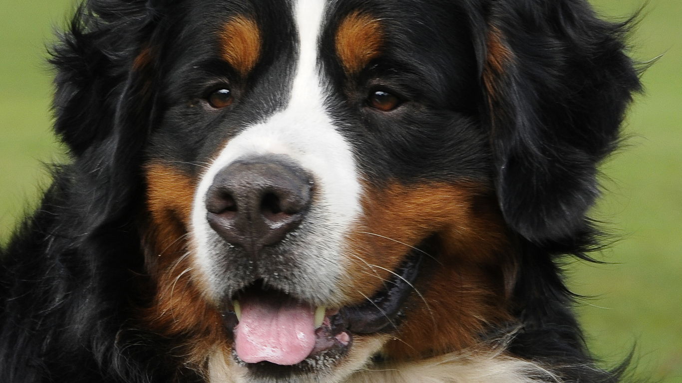 Портрет красивой бернской пастушьей собаки на фоне травы
