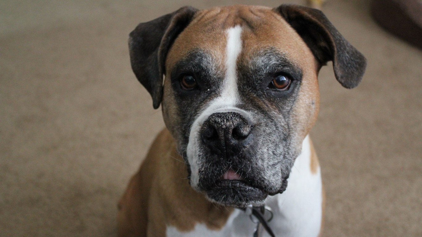 Портрет симпатичного боксёра