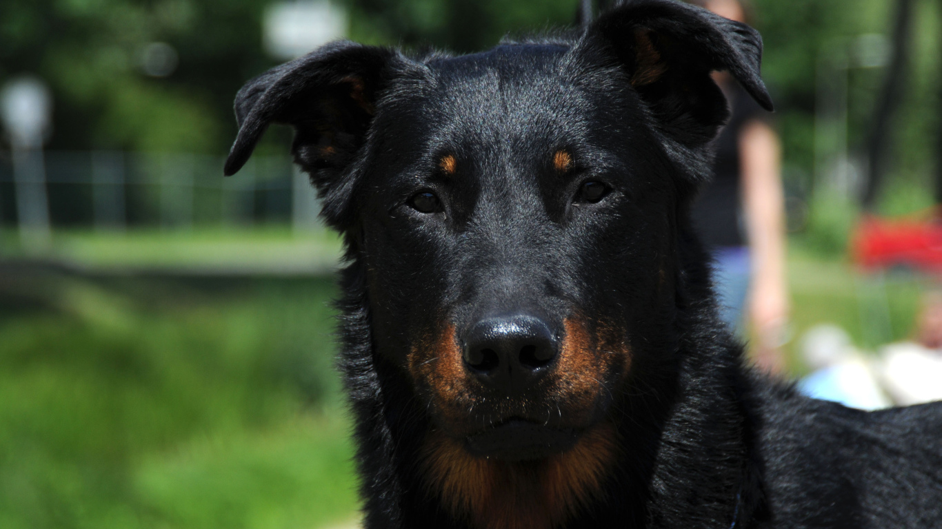 Портрет красивого босерона
