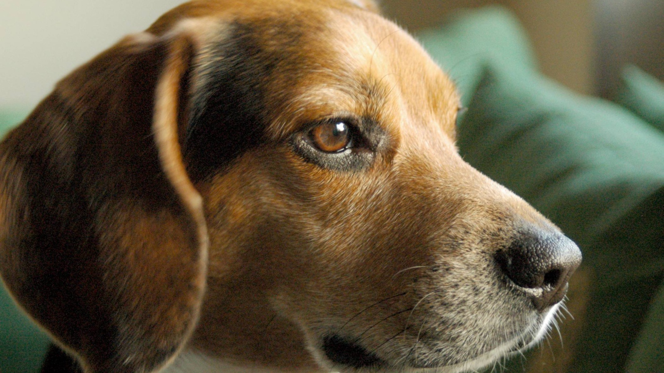 Портрет серьезной собаки породы бигль