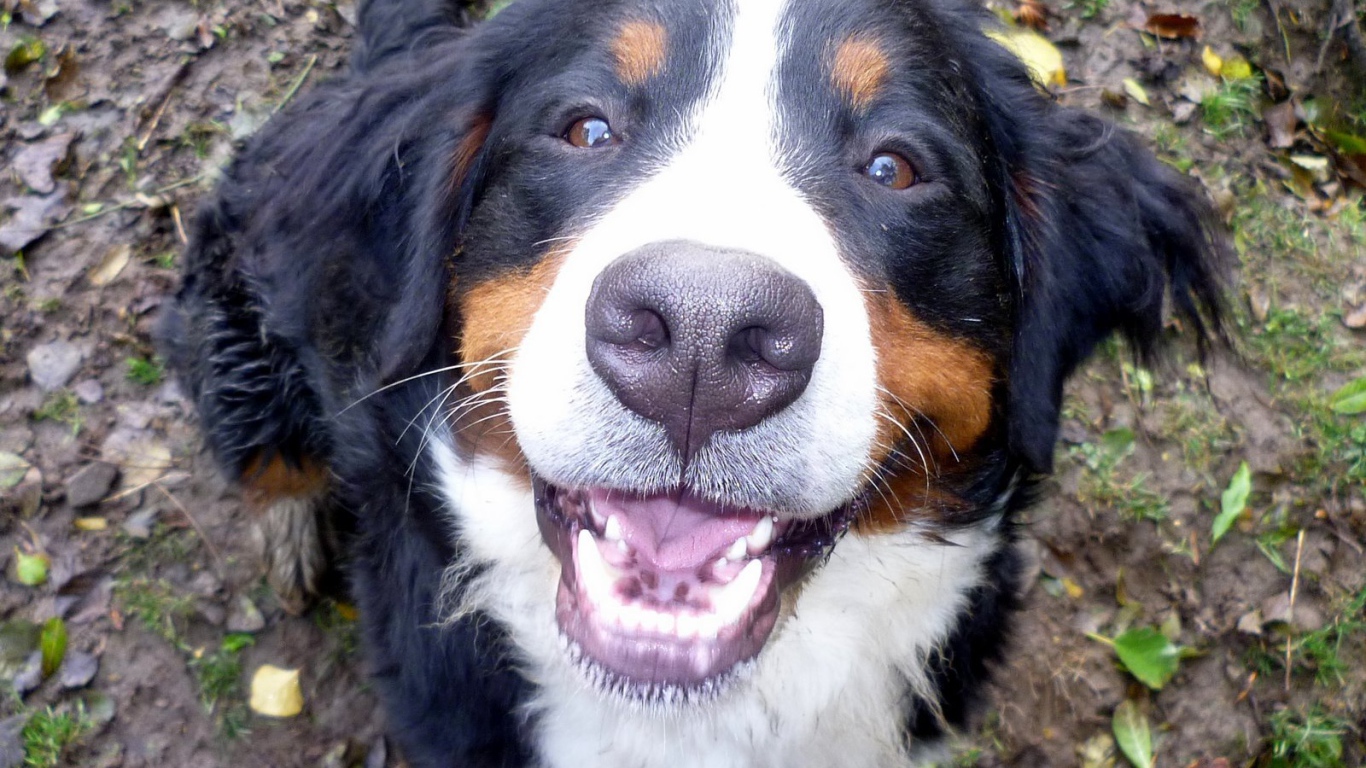 Портрет улыбающейся бернской пастушьей собаки