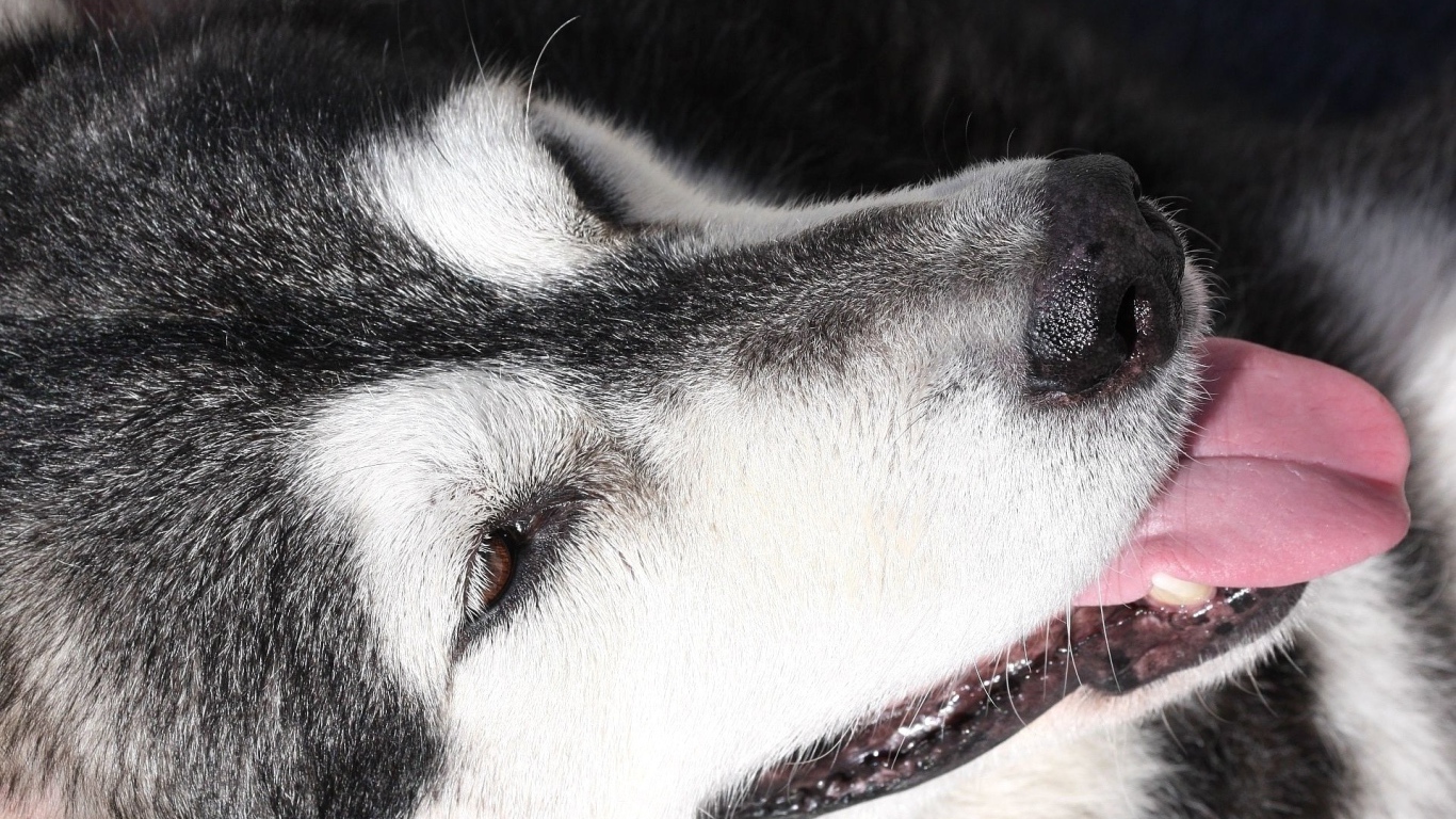 Портрет аляскинского маламута