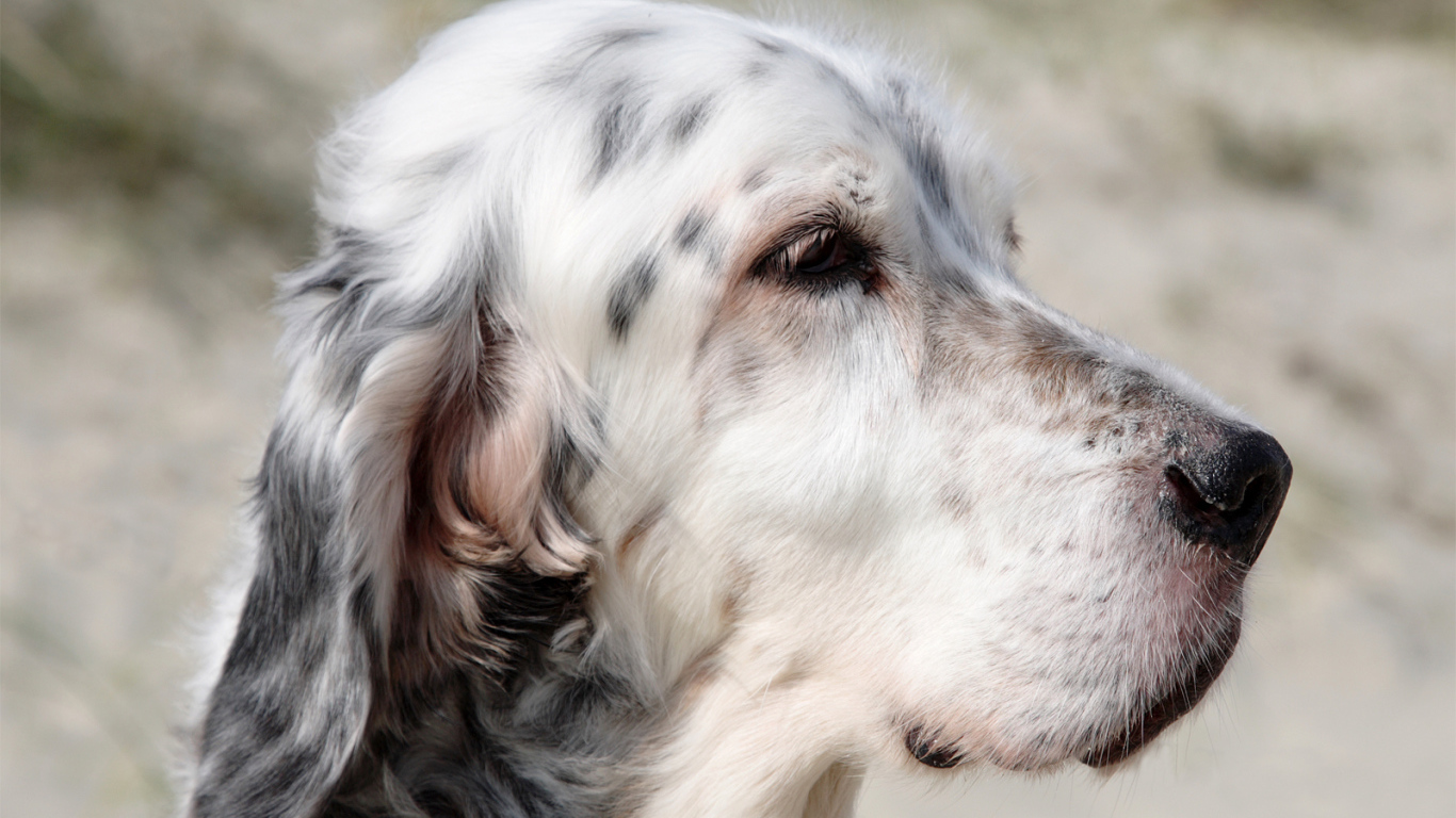 Портрет английского сеттера