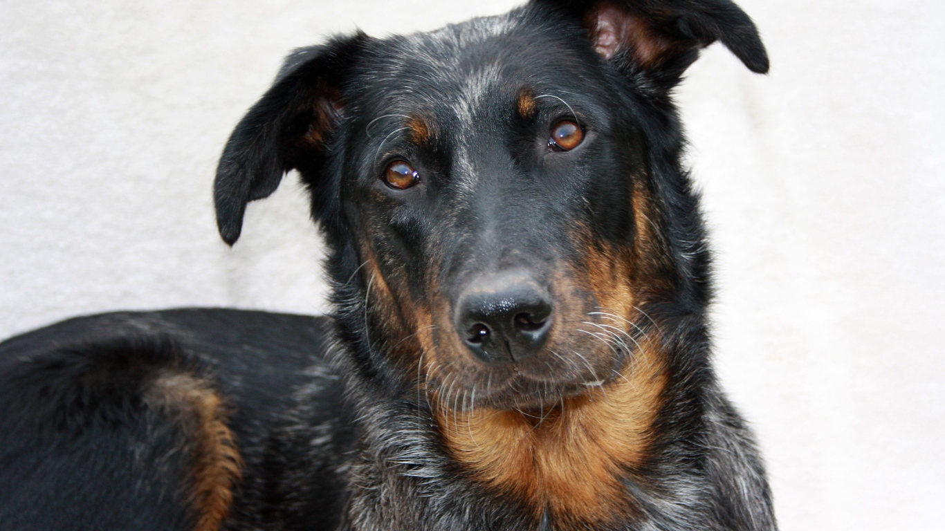 Портрет милого босерона на светлом фоне